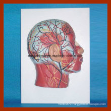 Half Head Model with Musculature Blood Vessels Nerves